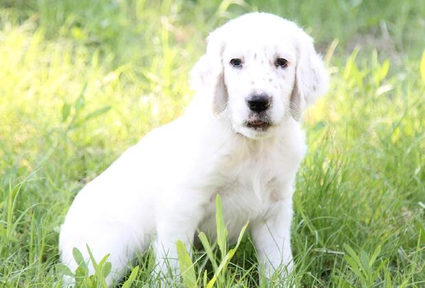 Assos Longevity Hotel (+12) - Görsel 15