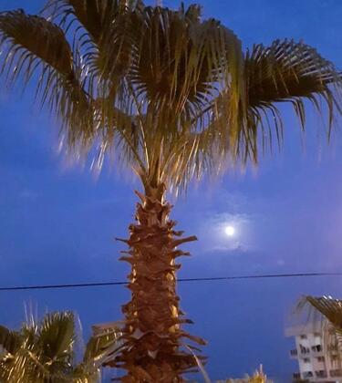 Davut Apart Hotel - Görsel 12