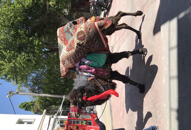 Halikarnas Pansiyon - Görsel 4