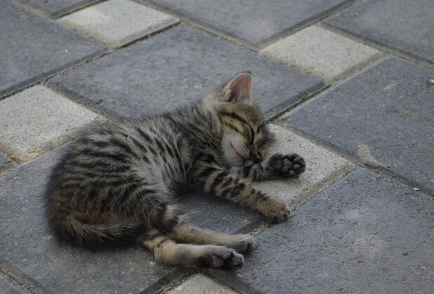 Hacı Aşık Konağı - Görsel 7