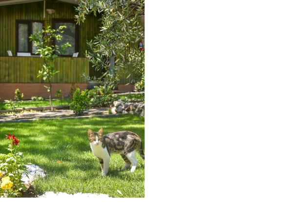 Ören Ela Bungalow - Görsel 18