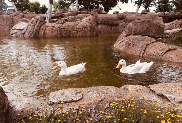 Phalesia Glamping - Görsel 13