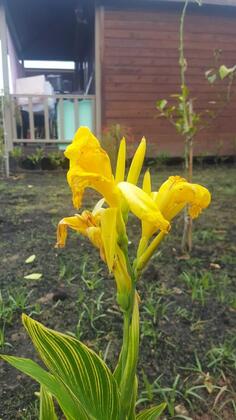 İzgen Bungalows Çıralı - Görsel 4