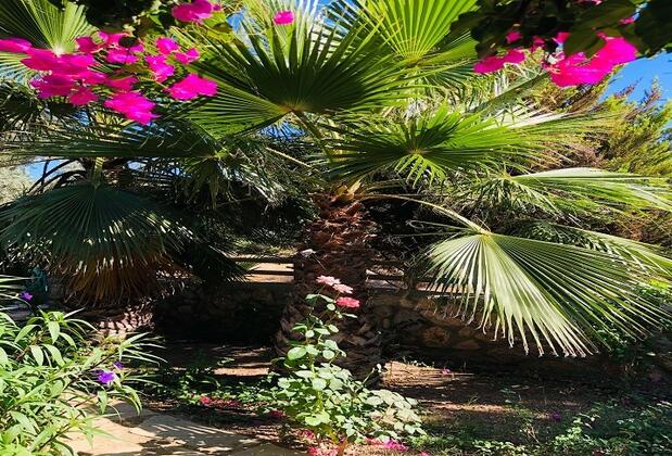 Botanik Ahşap Evler - Görsel 34