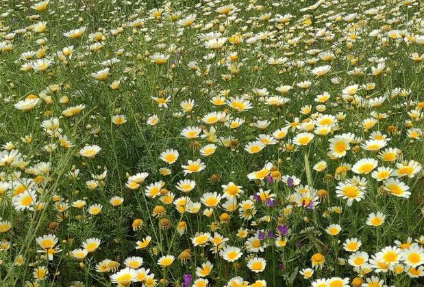 Otel Kaptanın Yeri Çeşme - Görsel 36