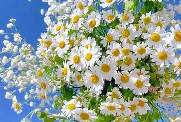 Otel Kaptanın Yeri Çeşme - Görsel 43