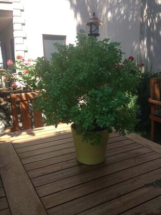 Logos Butik Otel - Görsel 4