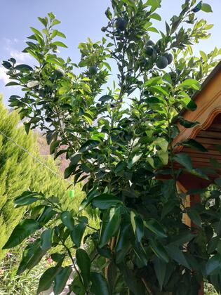 Adrasan Maldivler Bungalow Apart Evleri - Görsel 3