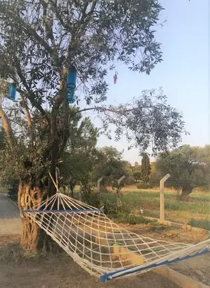 Teosfer - Görsel 13