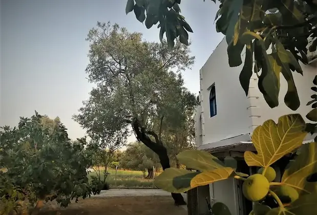 Teosfer - Görsel 14