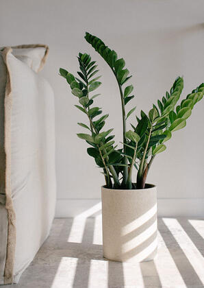 Teruar Urla - Görsel 15