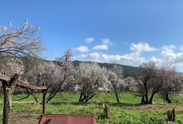 Bademlique - Görsel 17