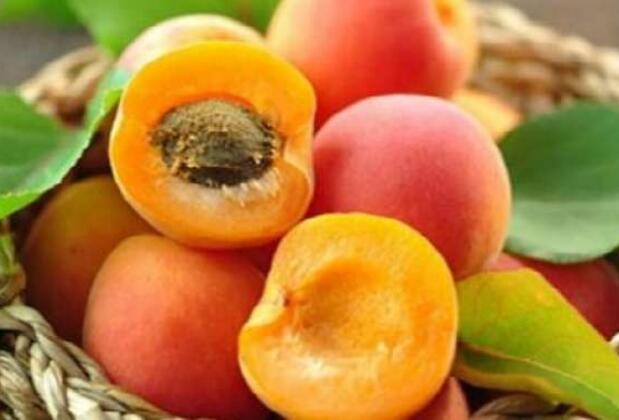 Malatya Kayısı Festivali