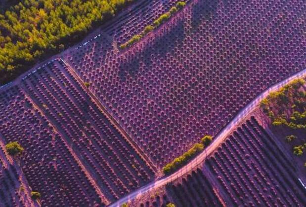 Isparta’da Keşfedilmesi Gereken Güzellik: Lavanta Vadisi