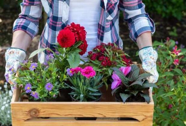 İlkbahar Şenlikleri: 25. Uluslararası Bayındır Çiçek Festivali