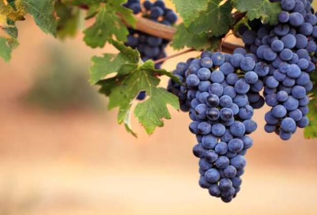 Trakya Bağ Bozumu Festivali İzinde: Trakya Bağ Rotası’na Lezzetli Bir Yolculuk