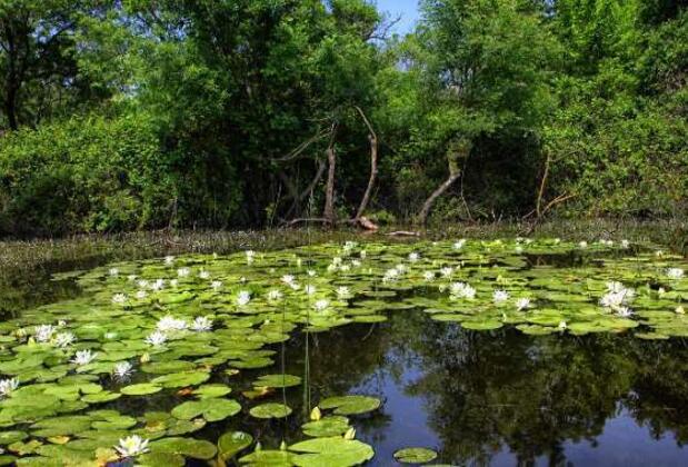 Türkiye'nin Tropikal Güzellikleri: Longoz Ormanları Konaklama ve Aktivite Rehberi