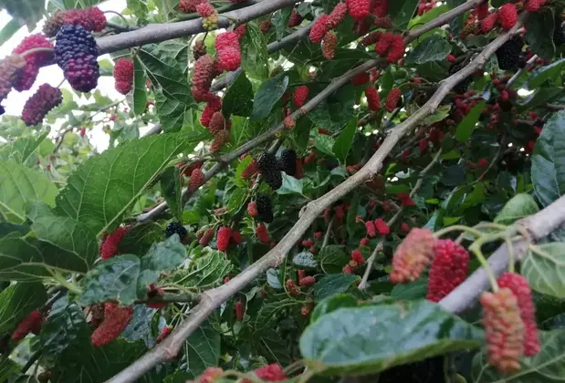 W. Antic Cafe Restaurant Butik Otel - Görsel 16