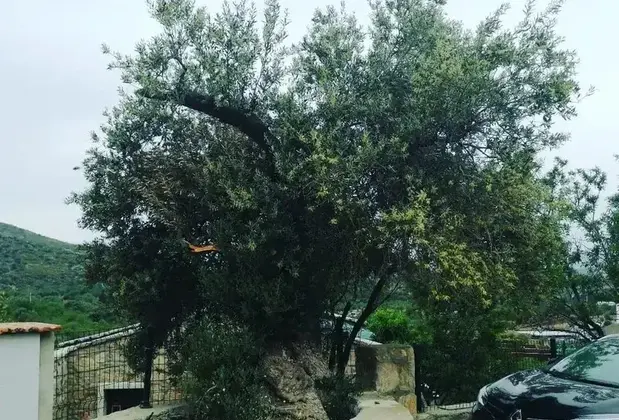 W. Antic Cafe Restaurant Butik Otel - Görsel 19