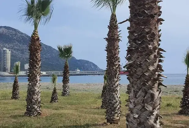 Green Life - Görsel 4