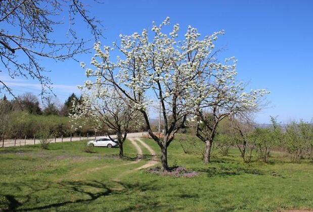 Elmalı Bahçe Sapanca - Görsel 5