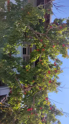 Çanakkale Gökçeada Elmas Apart Pansiyon - Görsel 30