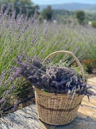 Eva Lavanda Resort Otel - Görsel 15