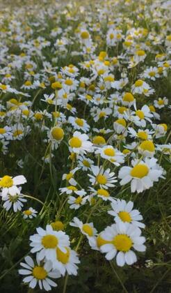 Bektaş Karagöl Otel - Görsel 7