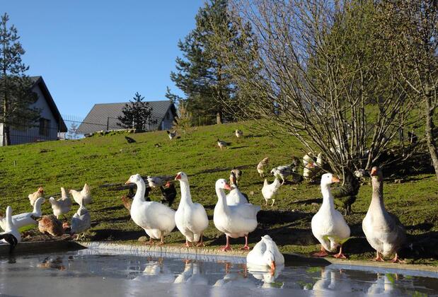 Bolu Yaban Yaşam Evleri - Görsel 16