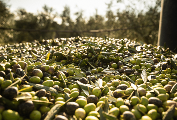 Ayvalık Zeytin Hasat Festivali Ne Zaman? 
