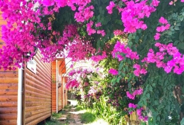  Armes Kabak  - Görsel 12