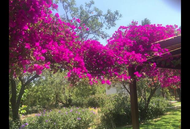 Palamutbükü Menekşe Apart - Görsel 5