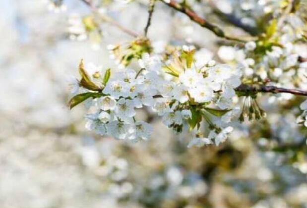 Sadece İlkbahar Sevenlerin Anlayabileceği 8 Şey