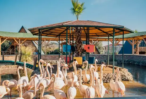 Flamingo Park - Görsel 17