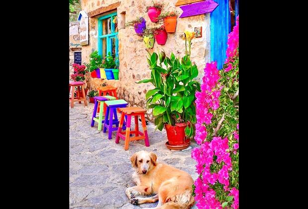 Palamutbükü Pansiyon & Bungalows - Görsel 29