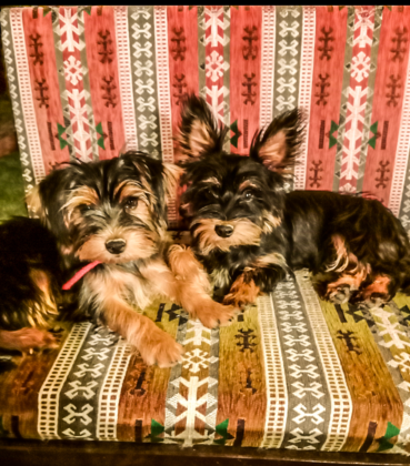 Çeşme Ada Butik Otel - Görsel 18