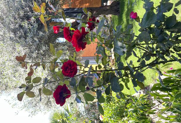 Helios Tiny House Mazı Bodrum - Görsel 4