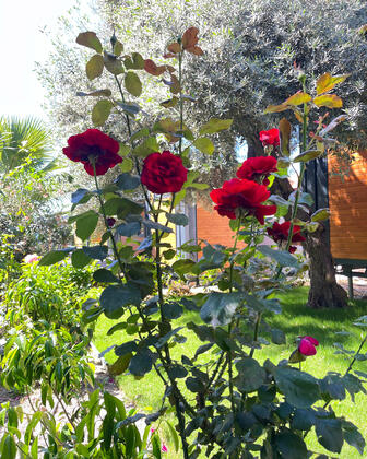 Helios Tiny House Mazı Bodrum - Görsel 16