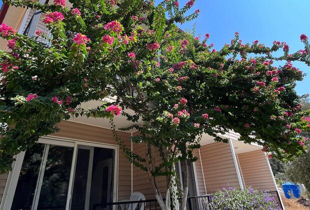 Keman Pansiyon Bodrum - Görsel 5