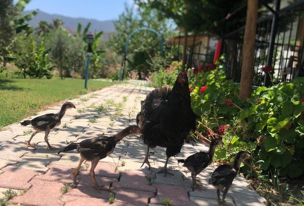 Adrasan Zeytin Gözleme Apart Evleri - Görsel 7