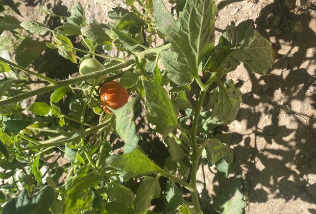 Mordoğan Rüya Beldesi Martı Pansiyon - Görsel 15