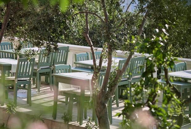 Niş Söğüt - Görsel 3