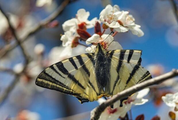 Konya kelebek vadisi'ne hangi otobüs gider? Konya Kelebekler Vadisi giriş ücreti ne kadar? | Konya Tropikal Kelebek Bahçesi hakkında her şey