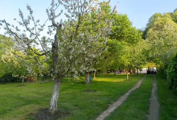 Sevgi Bağı Sapanca - Görsel 20