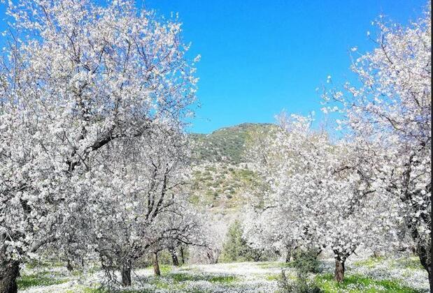 Datça'yı Bir De Şubatta Gör! Datça Badem Çiçeği Festivali Ne Zaman, Festival Programı ve Detayları...