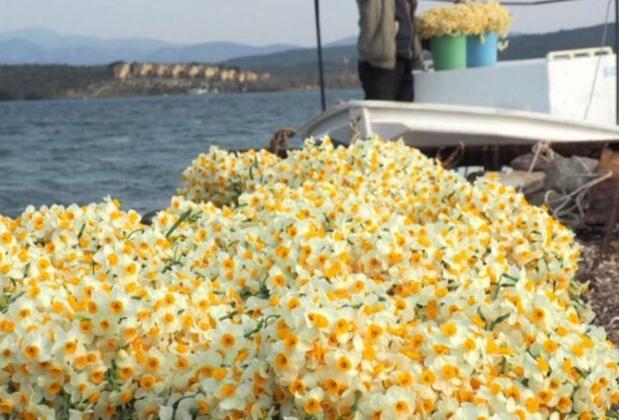 İzmir Karaburun’da Baharın Müjdesi 7.Nergis Festivali Başlıyor!  