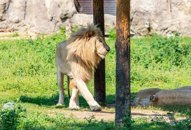 Türkiye'nin İlk Aslan Parkı: Tuzla Aslan Park