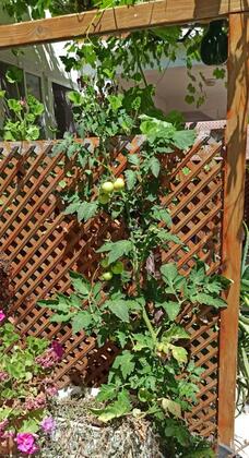 Çanakkale Gökçeada Çetinler Pansiyon - Görsel 29