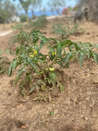 Kartalkaya Pansiyon - Görsel 16