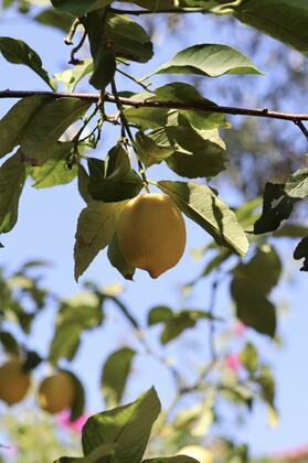 Tropicana Alaçatı - Görsel 10